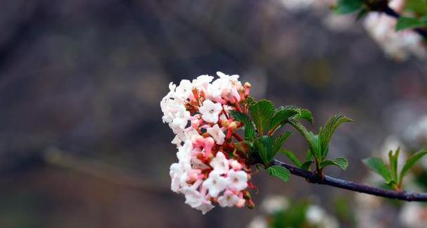 表示生命的花花语是什么？如何用花语表达生命的意义？