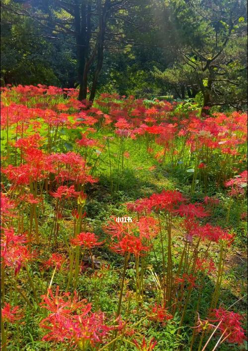 表示失望的花花语是什么？失望的花有何特殊含义？