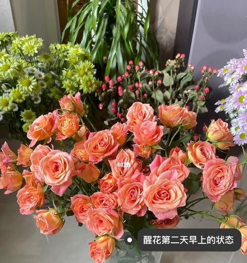 多头玫瑰醒花方法是什么？如何正确处理玫瑰花蕾？