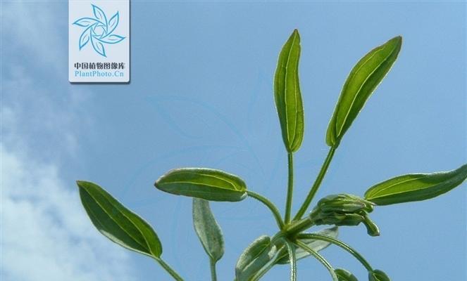 草本植物是什么意思？草本植物有哪些种类？