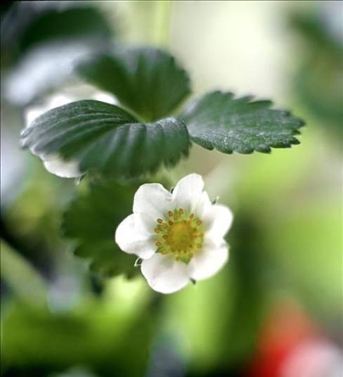 草莓花代表什么意思？如何解读草莓花的花语？