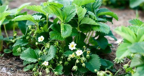 草莓花代表什么意思？如何解读草莓花的花语？