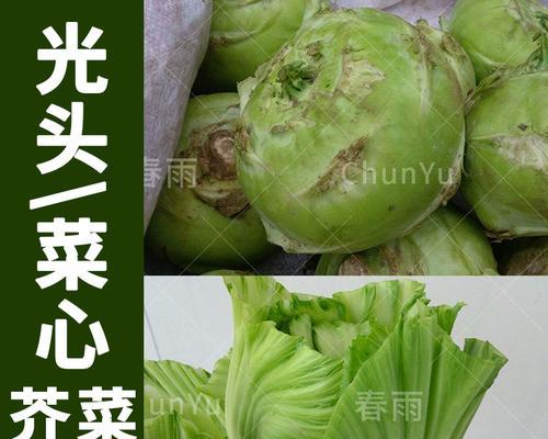 儿菜一年四季都能种吗？一年能种几茬儿菜？