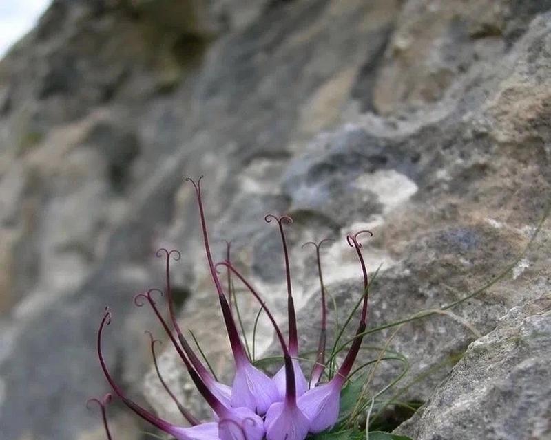 代表恶魔的花是什么？被称为恶魔之花的植物有哪些特点？