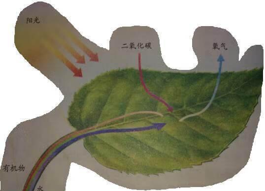 二氧化碳对植物的作用是什么？它如何影响植物生长？