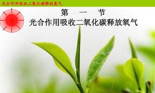 二氧化碳对植物的作用是什么？它如何影响植物生长？