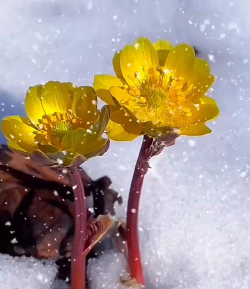 代表坚强傲骨的花是什么？如何养护这些花朵？