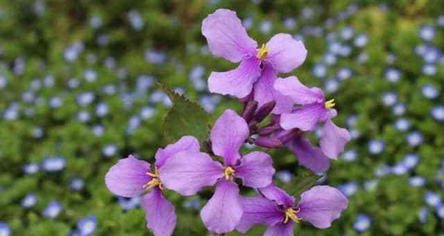 二月兰一年能开几次花？开花周期和条件是什么？