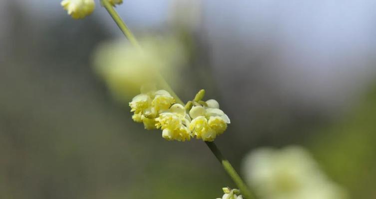 惊蛰时节代表性的植物有哪些？它们各自有什么特点？