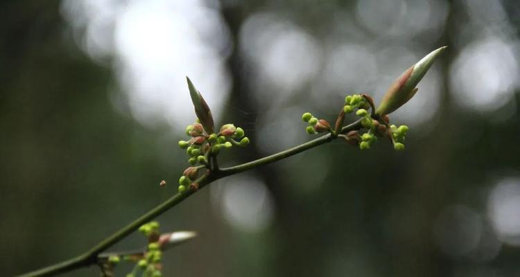 惊蛰时节代表性的植物有哪些？它们各自有什么特点？