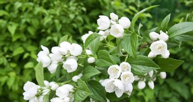 夏天有哪些植物代表这个季节？它们的特点是什么？