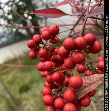 代表相思的植物有哪些？它们各自有什么含义？