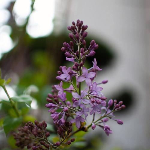 丁香花的花语是什么？它代表了哪些含义？