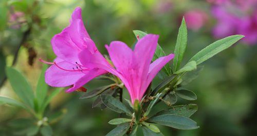 杜鹃花的花语是什么？如何正确理解杜鹃花的象征意义？