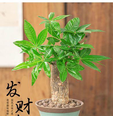 发财树种植时选择深盆还是浅盆好？如何决定？