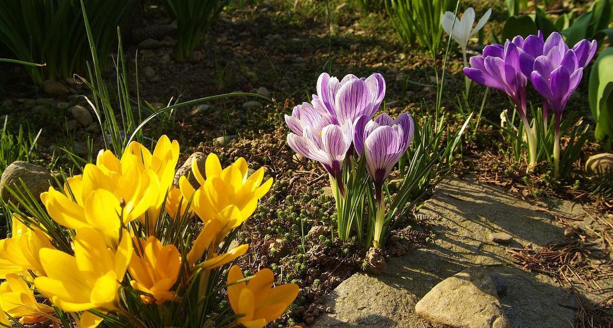 番红花什么时候开花？花期持续多久？