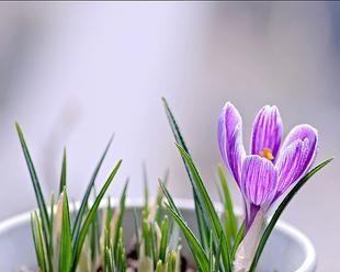 番红花最佳种植时间是什么时候？如何确保种植成功？