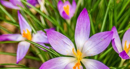 番红花最佳种植时间是什么时候？如何确保种植成功？