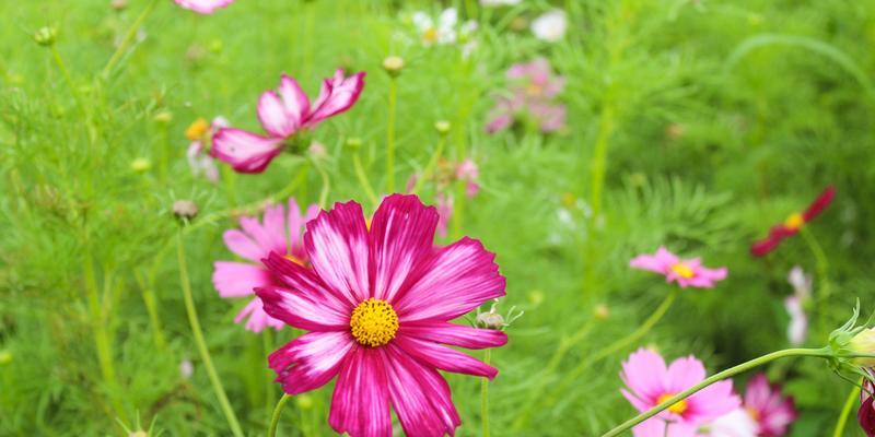 格桑花的花语是什么？格桑花代表的含义有哪些？