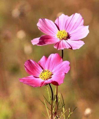 格桑花代表什么？格桑花的花语和寓意有哪些？