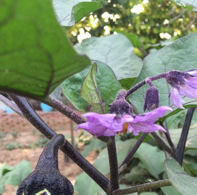 番茄花是两性花吗？如何区分植物的性别？