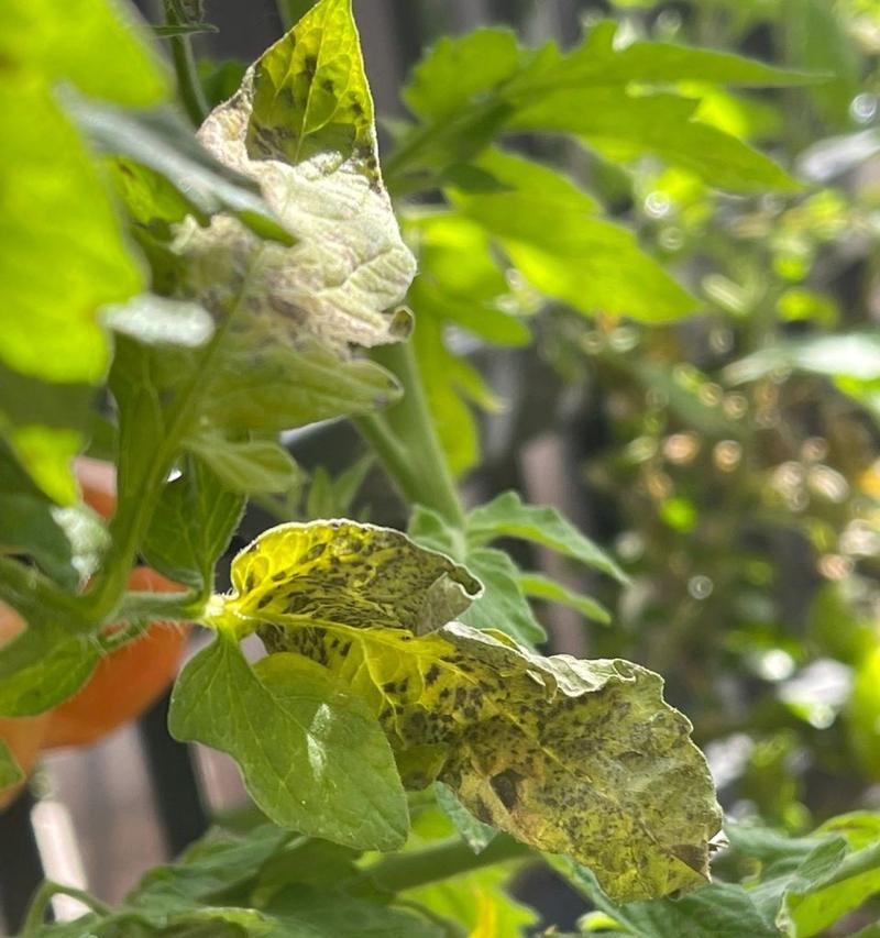 番茄叶子发黄怎么办？如何正确处理植物黄叶问题？