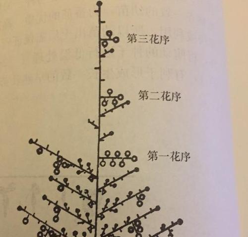 番茄怎么浇水？遵循哪些浇水原则与正确方法？