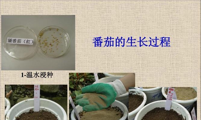 番茄摘心的最佳时间是什么时候？如何正确进行摘心操作？