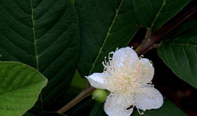 番石榴什么时候开花结果？季节对开花结果有何影响？