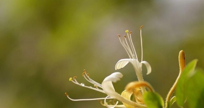 金银花的花语是什么？金银花寓意代表什么含义？