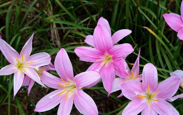 韭莲的花语是什么？这种花卉的象征意义有哪些？