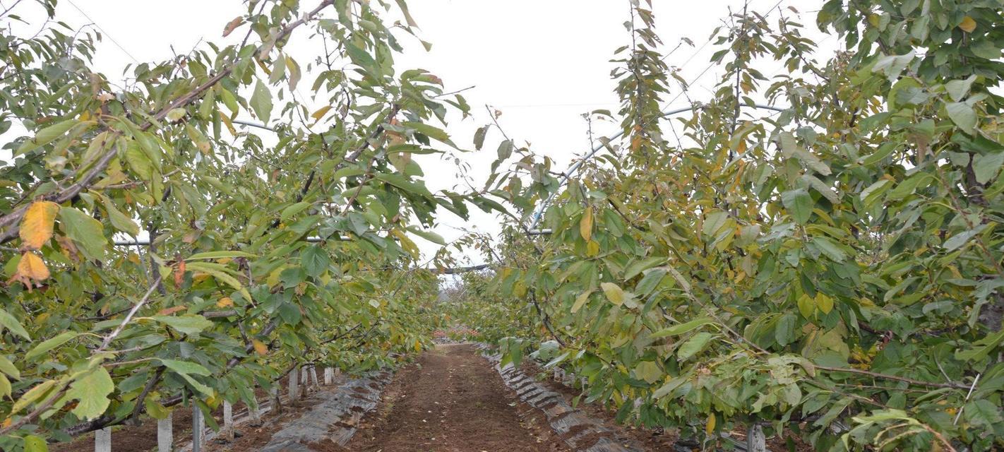 菲油果种植条件是什么？哪些地方环境最适合其生长？