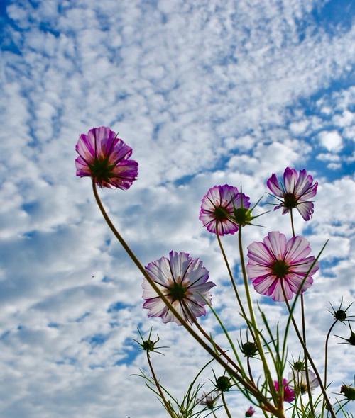 拉萨市花是格桑花吗？格桑花的寓意象征是什么？