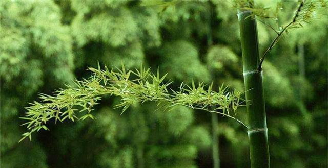 坟上适合种什么植物？哪些植物最适合墓地环境？