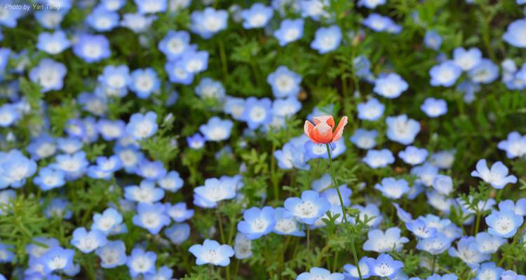 粉蝶花的花语代表什么？如何理解粉蝶花的含义？