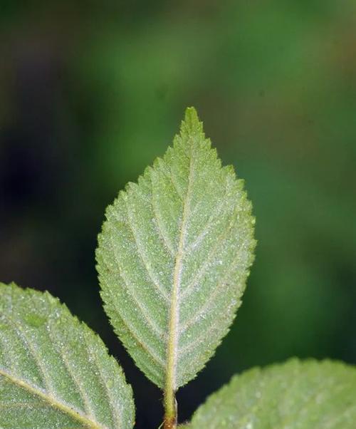 李亚科代表植物的主要特征是什么？如何识别李亚科植物？