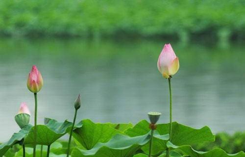 莲花象征的生肖是什么？十二生肖中莲花代表哪个？