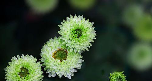 绿菊花代表什么？绿菊花的寓意有哪些？