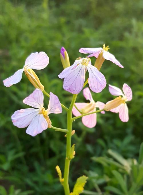 萝卜开花预示着什么意思？揭秘萝卜开花背后的含义？