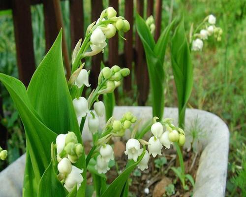 风铃草开花时间是什么时候？几月份开花最合适？