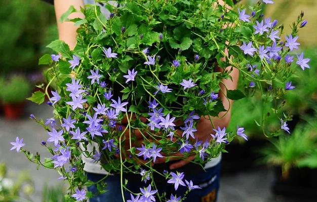 风铃草是多年生植物吗？种植和养护需要注意什么？