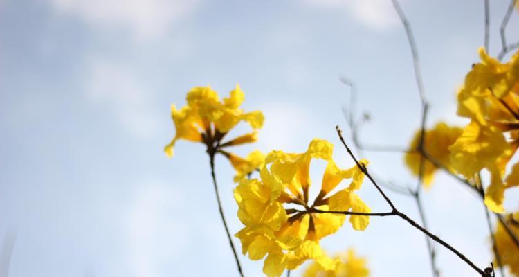 风铃木什么时候开花？如何预测花期并做好观赏准备？