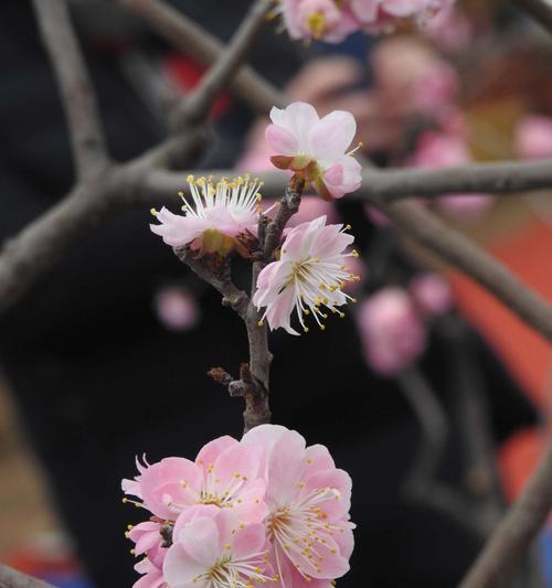 梅花象征的生肖是什么？梅花与生肖有何关联？