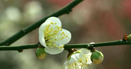 梅花的花语是什么？梅花代表的意义有哪些？