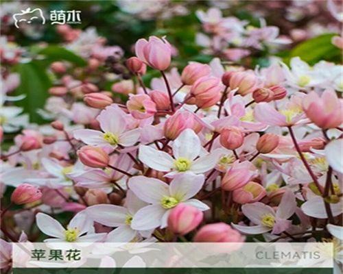 苹果花代表什么意思？苹果花的象征意义有哪些？