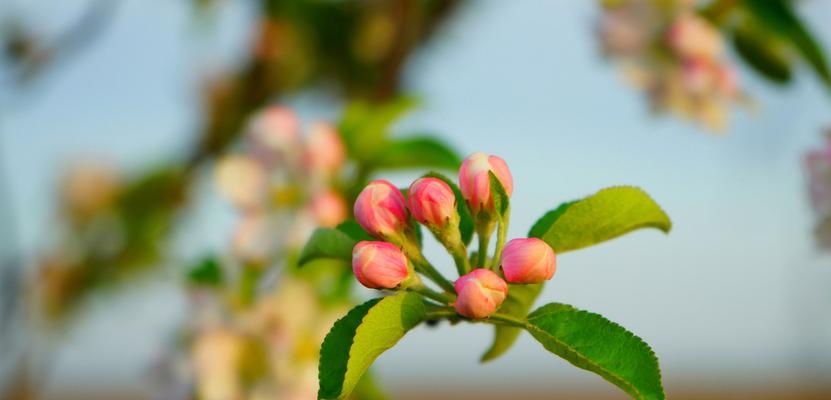 苹果花代表什么意思？苹果花的象征意义有哪些？