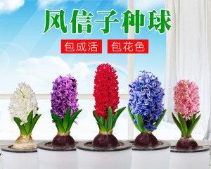 风信子是水生植物吗？了解风信子的生长环境和特点