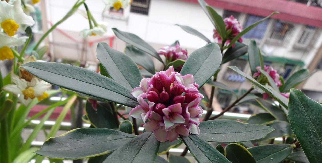 瑞香花花语是什么意思？瑞香花代表了哪些含义？