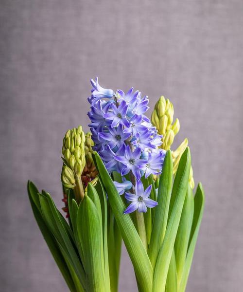 风信子一年开几次花？如何管理才能多次开花？