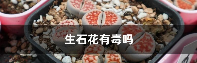 生石花开花的寓意是什么？代表了哪些含义？